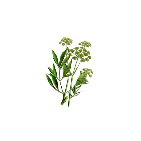 Huile essentielle Livèche bio (Levisticum officinalis)
