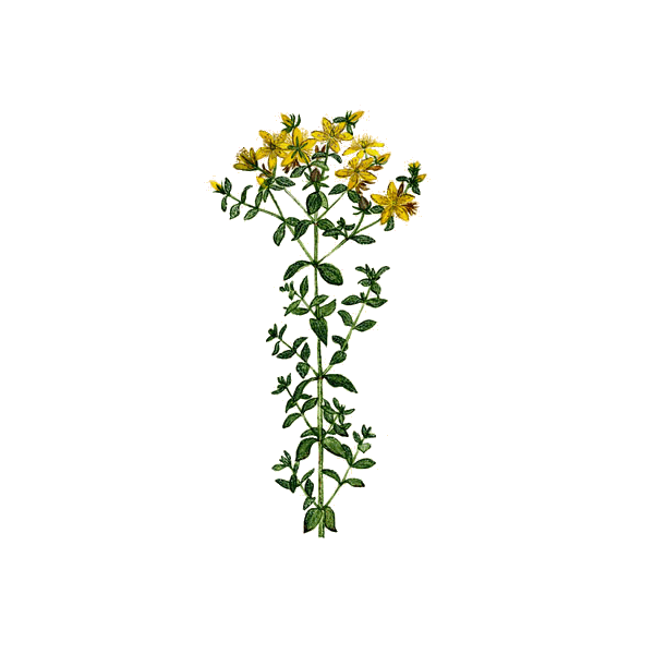 Huile essentielle Millepertuis bio (Hypericum perforatum)