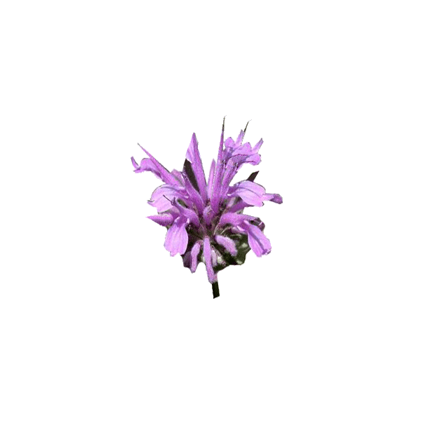 Huile essentielle Monarde sauvage (Monarda fistulosa)