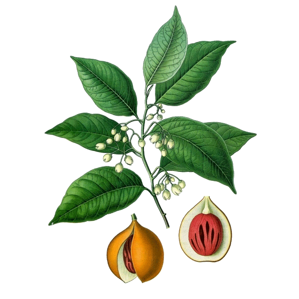 Huile essentielle Noix de Muscade bio (Myristica fragans)