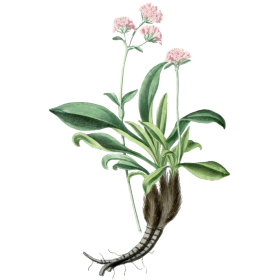 Huile essentielle Nard bio (Nardostachys jatamansi)