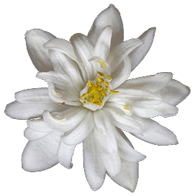 Huile essentielle Néroli bio (Citrus aurantium var. amara)