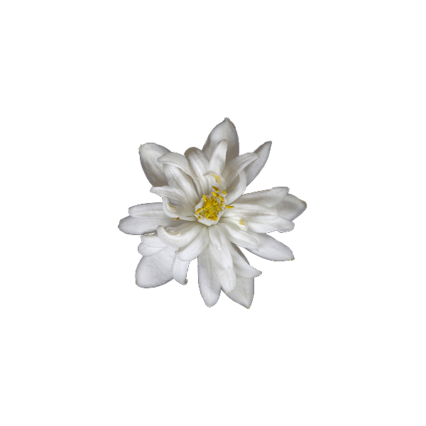 Huile essentielle Néroli bio (Citrus aurantium var. amara)