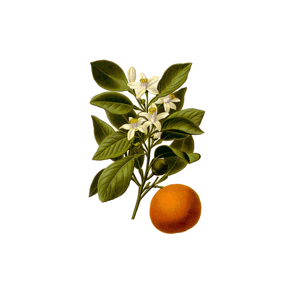 Huile essentielle Orange Douce Bio (Citrus sinensis L. Persoon)