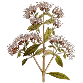 Huile essentielle Origan Vert bio (Origanum vulgare)