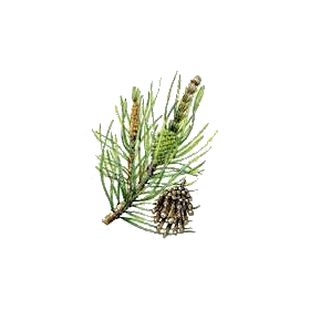 Huile essentielle Pin de Sibérie sauvage (Abies sibirica)