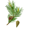 Huile essentielle Pin Sylvestre bio (Pinus sylvestris)