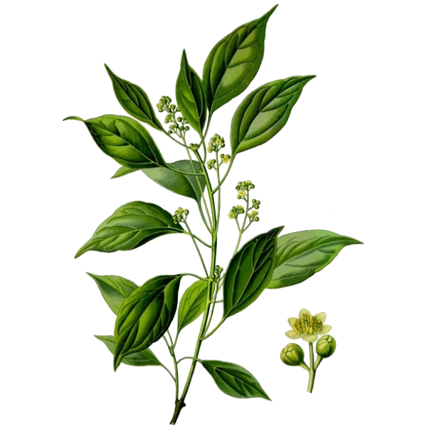 Huile essentielle Ravintsara bio (Cinnamomum camphora)
