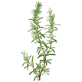 Huile essentielle Romarin à camphre bio (Rosmarinus officinalis)
