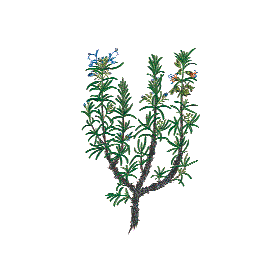 Huile essentielle Romarin à cinéole bio (Rosmarinus officinalis)