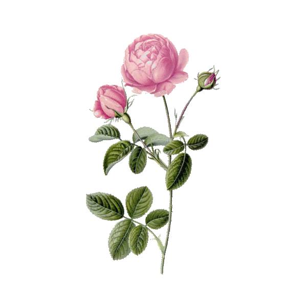 Huile essentielle Rose de Damas (Rosa X damascena)