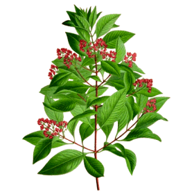 Huile essentielle Santal bois sauvage (Santalum austrocaledonicum)