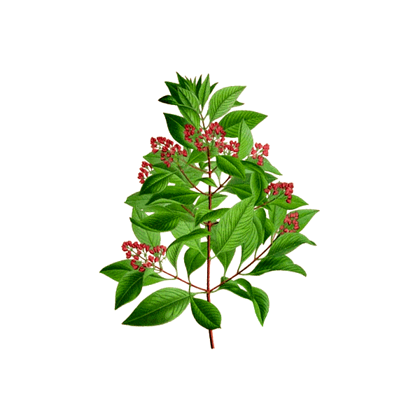 Huile essentielle Santal bois sauvage (Santalum austrocaledonicum)