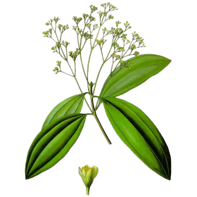 Huile essentielle Saro Mandravasarotra bio (Cinnamosma fragans)