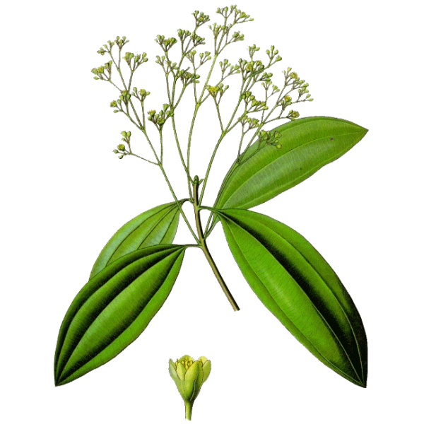 Huile essentielle Saro Mandravasarotra bio (Cinnamosma fragans)