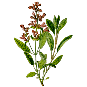 Huile essentielle Sauge Sclarée bio (Salvia sclarea)