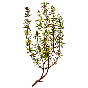 Huile essentielle Thym à Linalol bio (Thymus vulgaris)