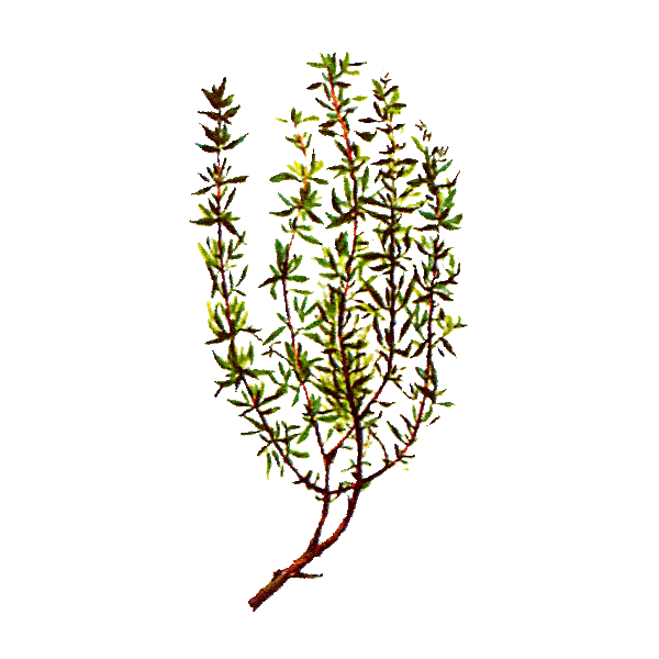 Huile essentielle Thym à Linalol bio (Thymus vulgaris)