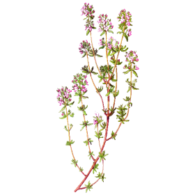 Huile essentielle Thym Thujanol Bio (Thymus vulgaris)