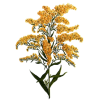 Huile essentielle Verge d'Or Solidage bio (Solidago canadensis)