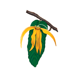 Huile essentielle Ylang-Ylang 3ème bio (Cananga odorata Hook)