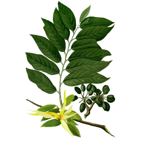Huile essentielle Ylang-Ylang complète bio (Cananga odorata Hook)