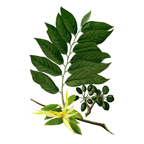 Huile essentielle Ylang-Ylang complète bio (Cananga odorata Hook)