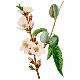 Huile végétale Amande Douce Vierge Bio