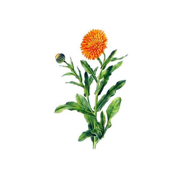 Huile végétale de Calendula en macérat Bio*