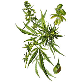 Huile végétale vierge de Chanvre Bio*