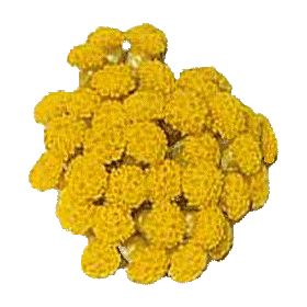 Huile végétale Helichryse ou Immortelle macérat Bio*