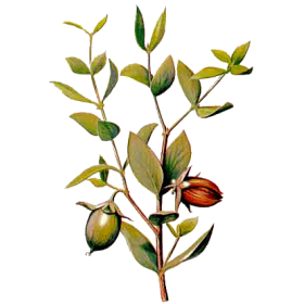 Huile végétale vierge de Jojoba Bio*