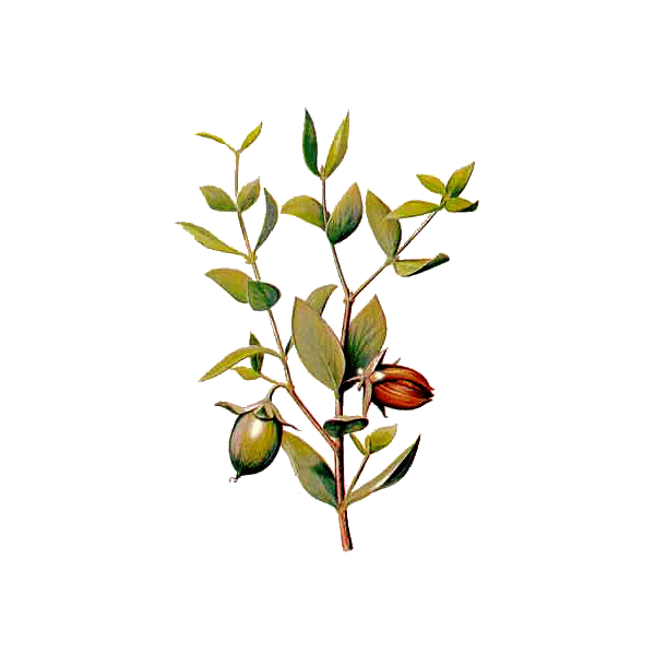 Huile végétale vierge de Jojoba Bio*