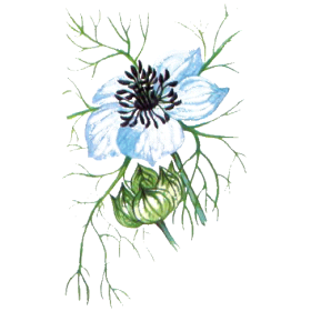 Huile végétale vierge de Nigelle Bio (cumin noir)*