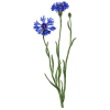 Hydrolat de fleurs de Bleuet bio*