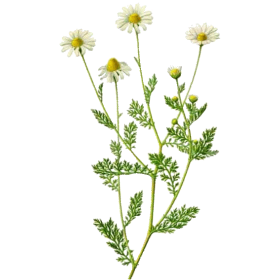 Hydrolat de Camomille Romaine Bio*