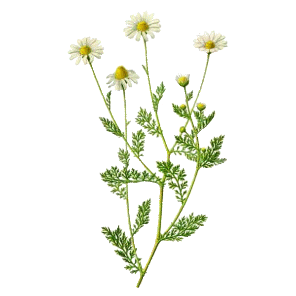 Hydrolat de Camomille Romaine Bio*