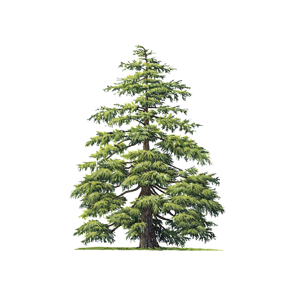 Hydrolat de Cèdre de l'Atlas Bio