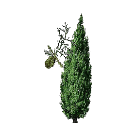 Hydrolat de Cyprès Bio