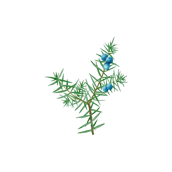 Hydrolat de Genévrier Bio - ABC de la Nature : Hydrolats Biologiques