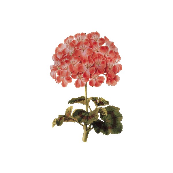 Hydrolat de Géranium Bourbon Bio