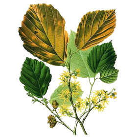 Hydrolat Hamamélis virginiana Bio