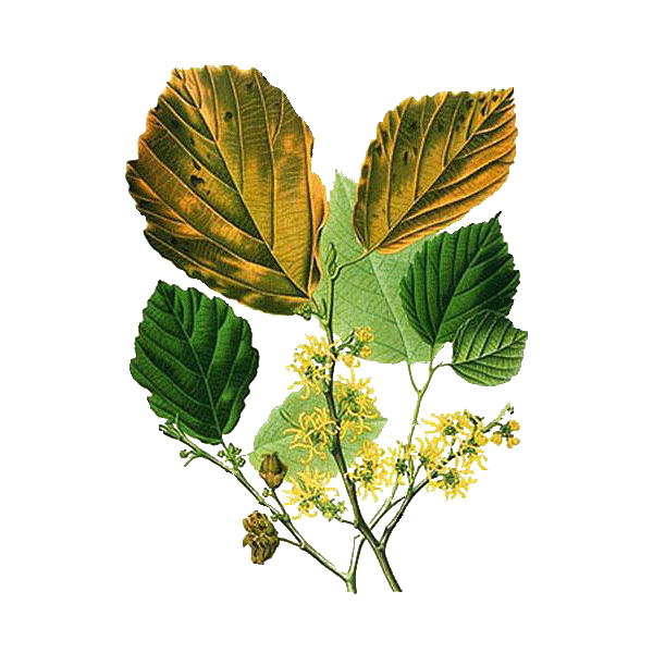 Hydrolat Hamamélis virginiana Bio