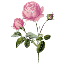 Hydrolat de Rose de Damas Bio