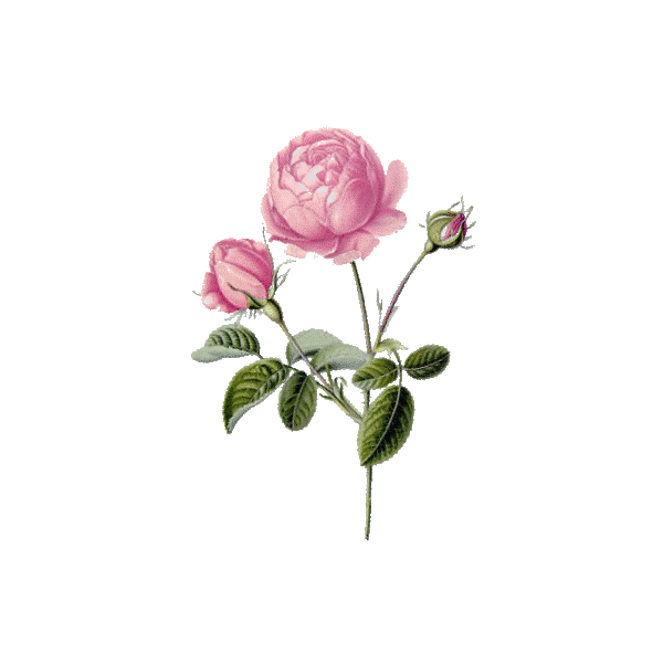 Hydrolat de Rose de Damas Bio