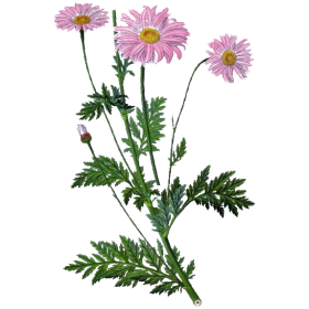 Hydrolat de Tanaisie Annuelle Bio (Camomille bleue)