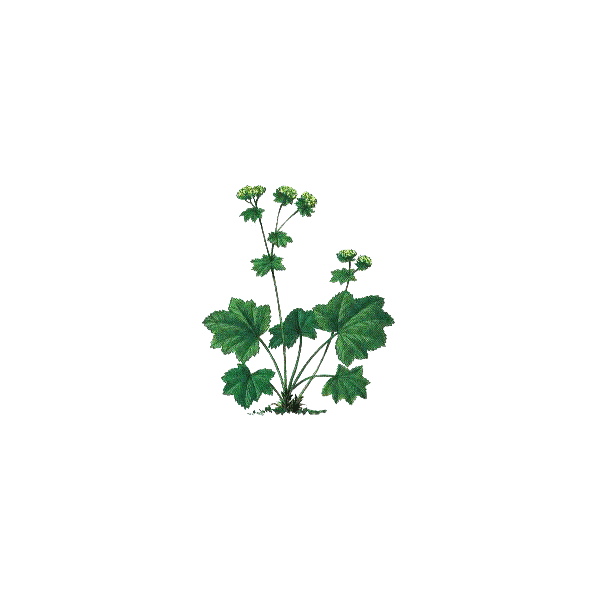 Alchemille Bio en gélules (Alchemilla vulgaris)