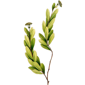 Huile essentielle de Buplèvre (Seseli d'Ethiopie - Bupleurum fructicosum L.)