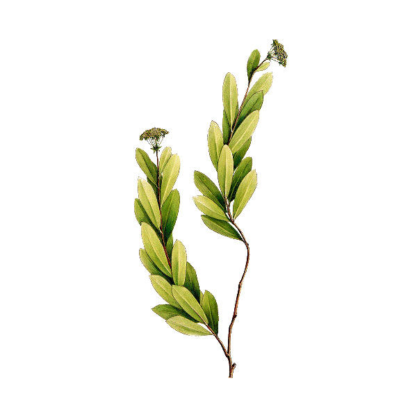 Huile essentielle de Buplèvre (Seseli d'Ethiopie - Bupleurum fructicosum L.)