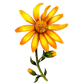 Huile végétale Arnica Bouleau macérat Bio*